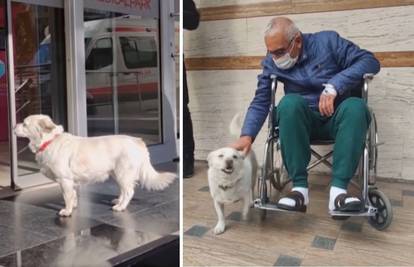 Vjeran pas pred bolnicom čekao bolesnog vlasnika čak šest dana