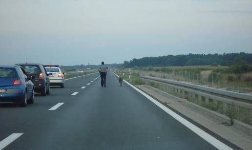 Policajci i veterinar hvatali  svinju na cesti u Sv. Heleni