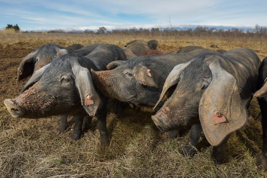 Lovci ubili svinje