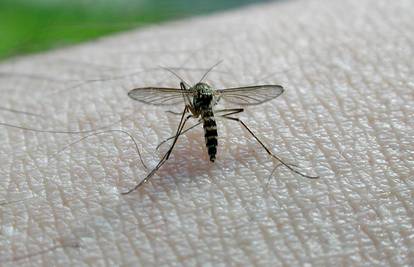 Komarci prenose smrtonosne zarazne bolesti i u Hrvatskoj