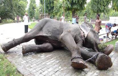 Slon zaplakao nakon što su mu s krvavih nogu skidali lance