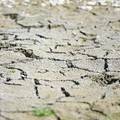 U Krapinsko-zagorskoj je zbog suše proglašena prirodna nepogoda za 6 općina i grad