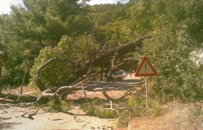 Stablo palo na cestu na Mljetu i blokiralo promet 