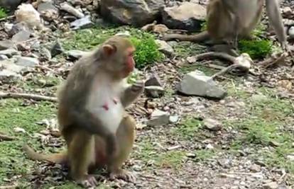 Majmuni su oprezni prema strancima jer imaju predrasude