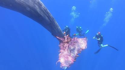 Italian coastguard work to free sperm whale entangled in fishing net