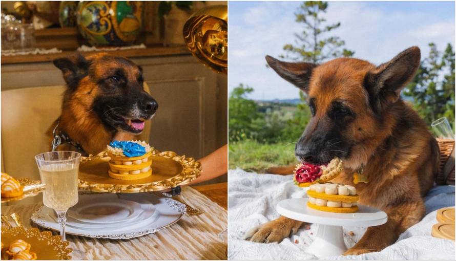 Ovo je Gunther, najbogatiji pas na svijetu. I želi doći u Zagreb...