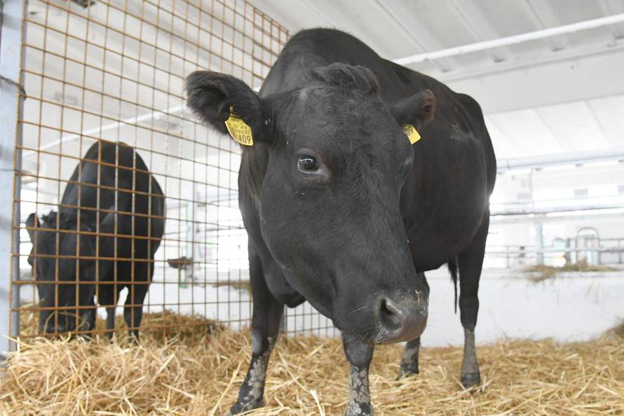 Gudovac: 32. izdanje međunarodnog jesenskog sajma