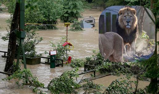 Lavovi, tigar i jaguar uopće nisu pobjegli iz svojih kaveza