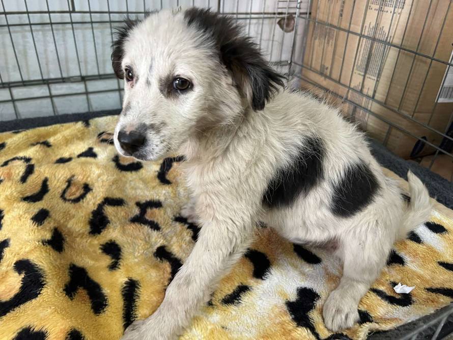 Iz romskog naselja u Međimurju spasili 37 pasa: 'Bez nadzora tu lutaju, a mačke ni ne prežive...'