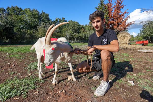 Vodnjan: Za Naj kozu 2025. godine izabrana je koza Jelena, vlasnika Mattea Muškovića 