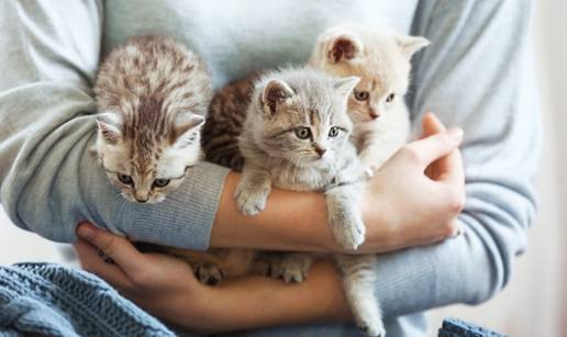 FOTO Najljep&scaron;e vrste ma&ccaron;aka na svijetu prema zlatnom rezu