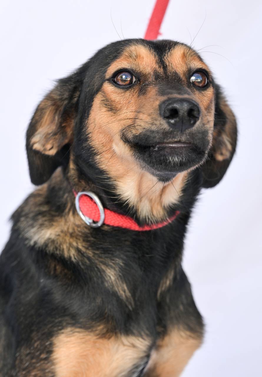 Psi iz Skloništa za nezbrinute životinje Grada Zagreba-Dumovec