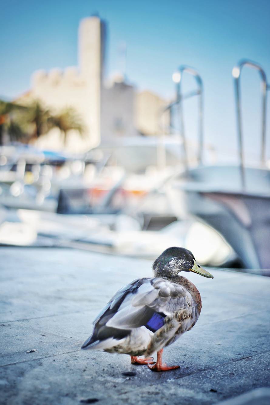 Uginuo je patak Mirko koji je živio u Komiži na otoku Visu. Bio je jedan od simbola otoka