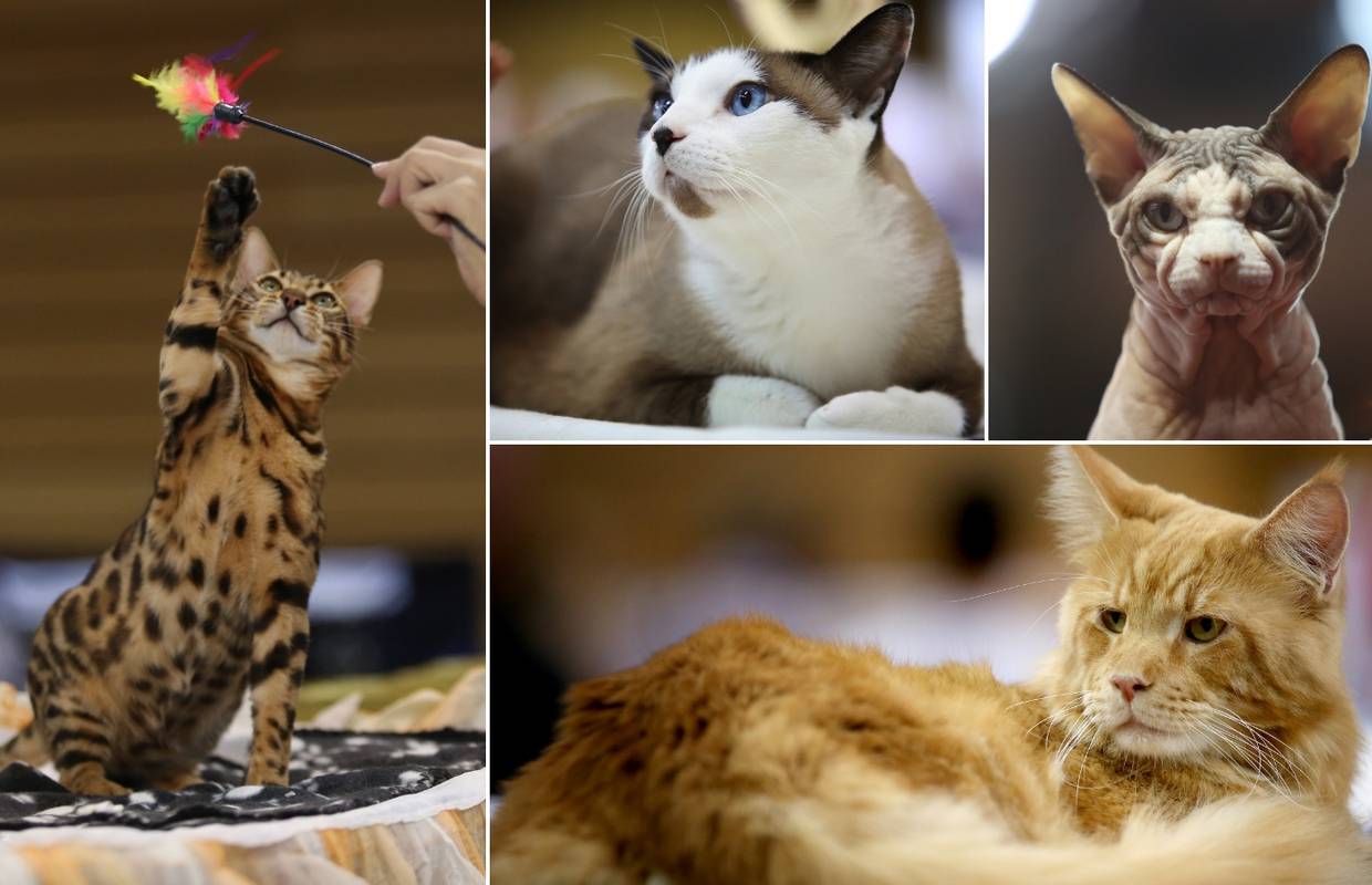 U Rijeku stigle najljepše mačke Europe, ali i najmanja u svijetu