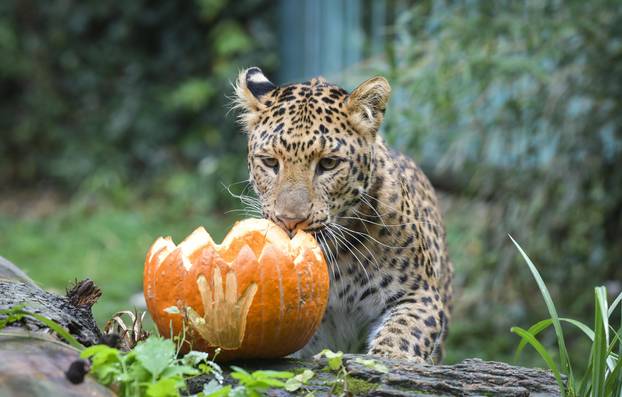 Pogledajte kako je izgledalo darivanje bundeva životinjama u zagrebačkom Zoološkom vrtu