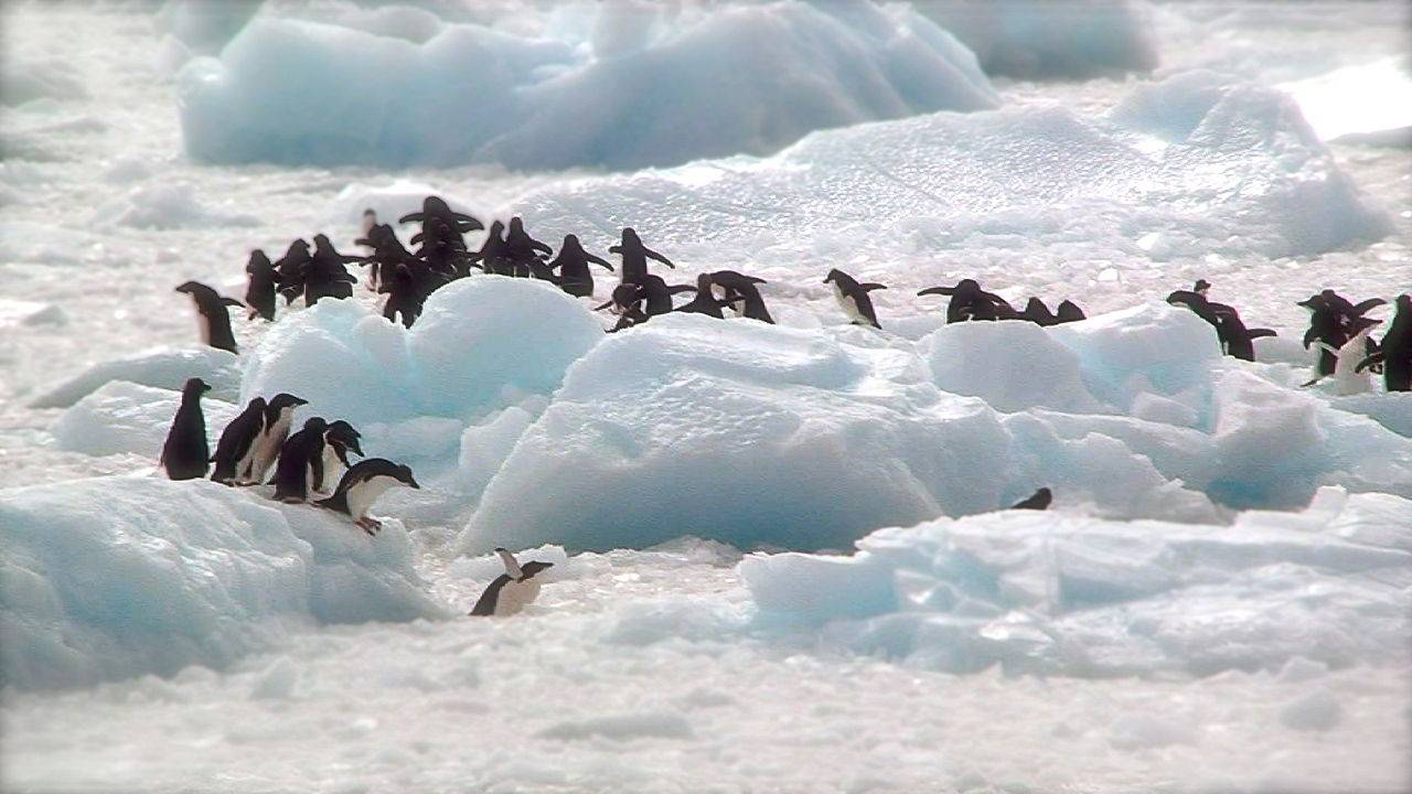 Pomor pingvina na Antarktici: Uginule su tisuće mladunaca!