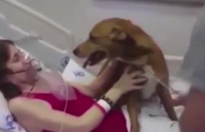 Posljednji pozdrav: Pas došao u bolnicu oprostiti se od vlasnice