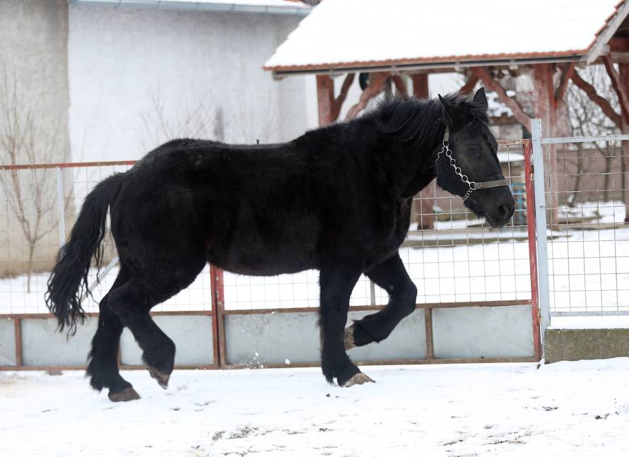 Da ove kobile nisu kod nas, vjerojatno bi bile u kobasama...
