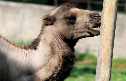 Stigla prinova u zoološkom: Deve Stevo i Kata dobili kćer
