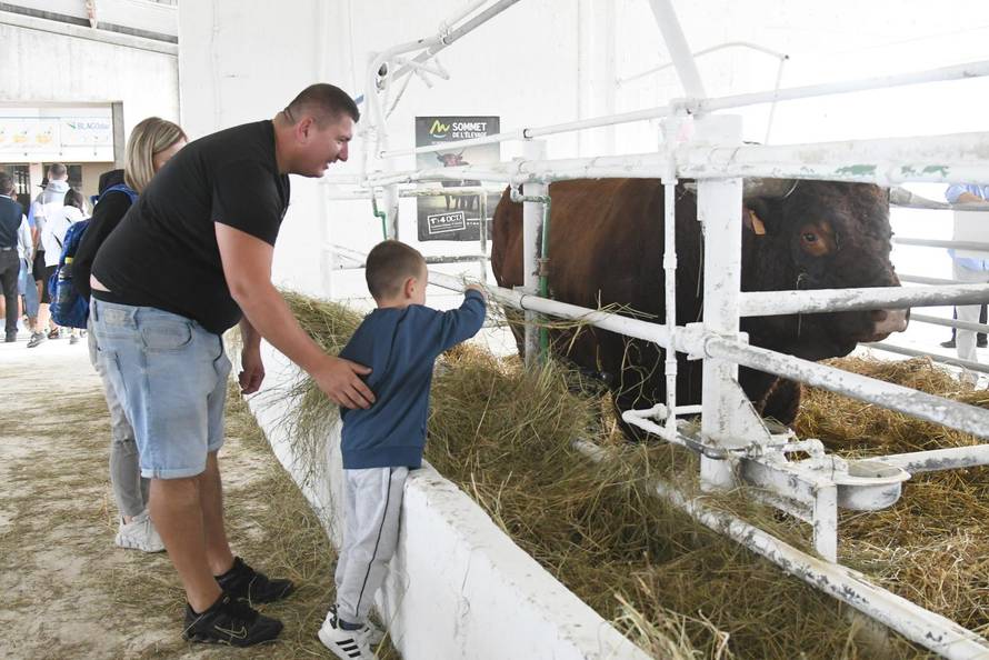 Gudovac: Bik Ogulin teži čak 1.196 kilograma