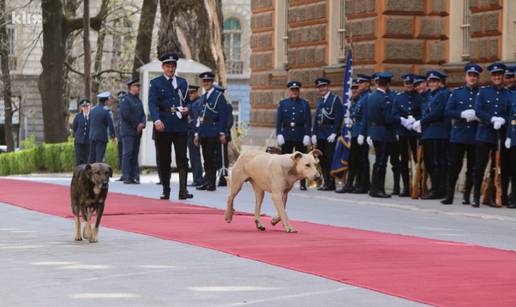 Umjesto predsjednika crvenim tepihom prošetali psi lutalice