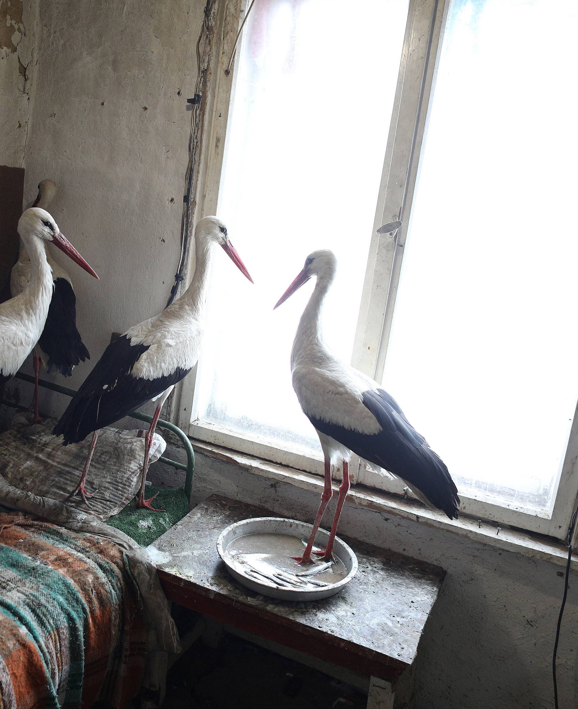 Storks that were saved by Bulgarian farmer Ismail are pictured in the village of Zaritsa