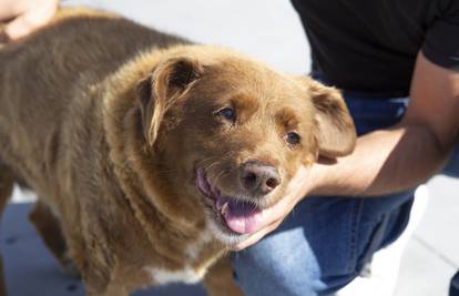 Bobi, najstariji pas na svijetu, uginuo pet mjeseci nakon što je proslavio svoj 31. rođendan