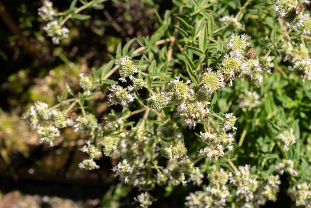 Posadite ovo cvijeće i svake godine imat ćete prekrasan vrt