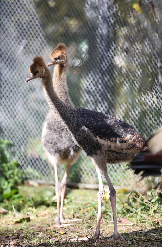 Zagrebački krunati ždralovi predstavljeni javnosti 