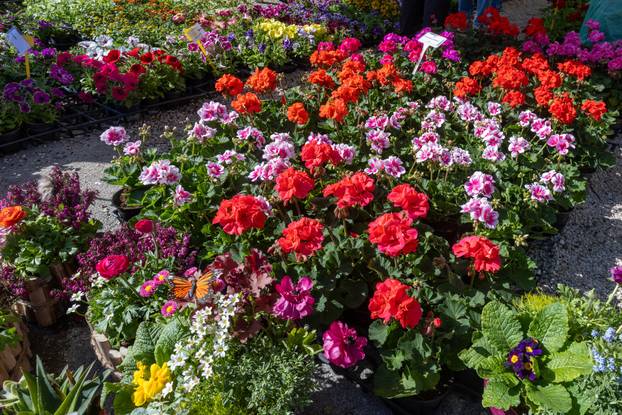 Svetivinčenat: Fešta od Rožic