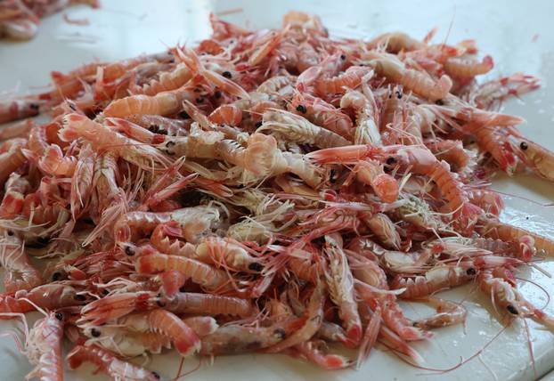 Šibenik: Ponuda ribe i ostalih morskih delicija