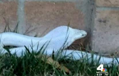 Albino kobra u bijegu: Ugrizla psa, policija i mještani ju traže