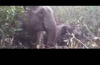 Maleni slon sreo svoju majku nakon tri godine