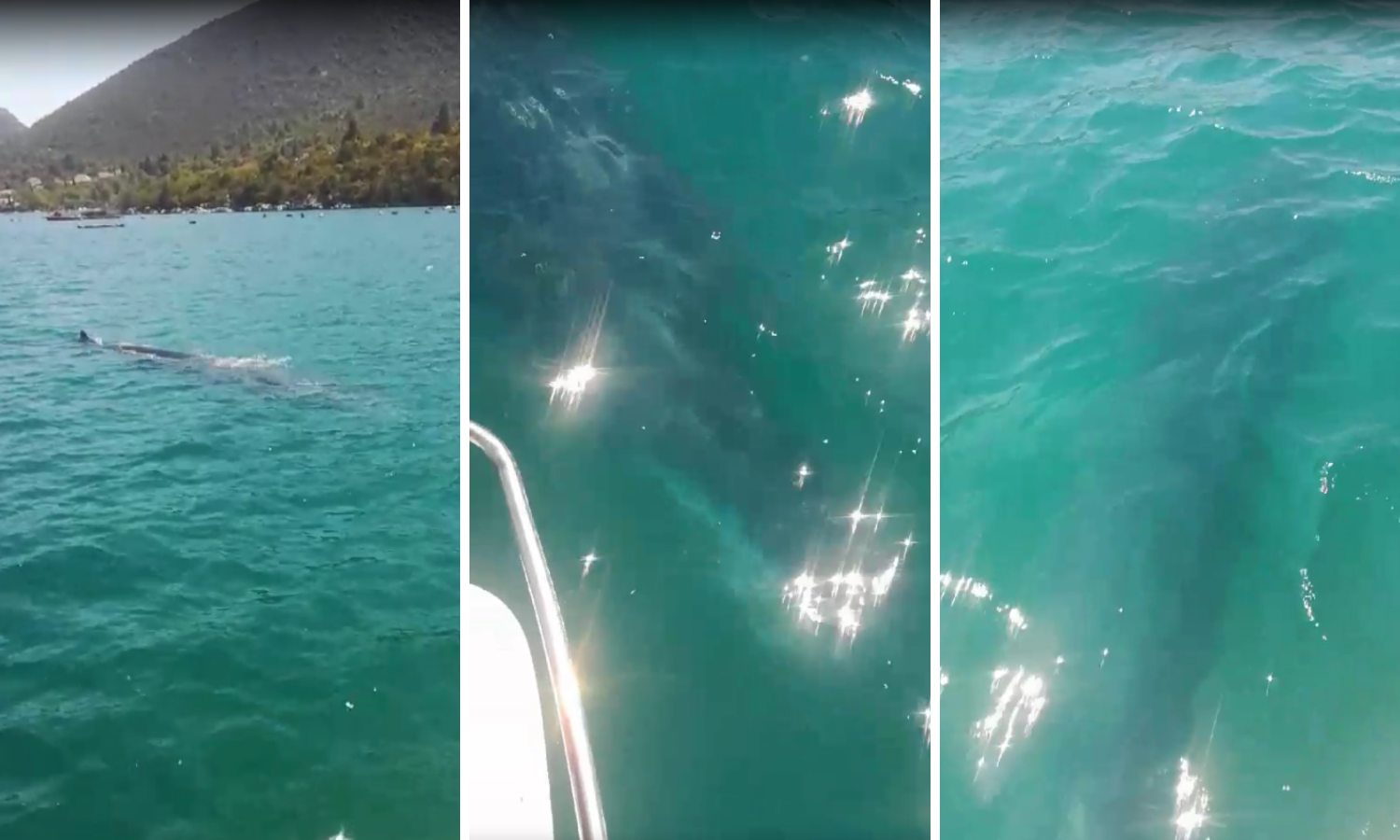 Plovili zaljevom i ugledali kita: Normalno da te bude malo strah