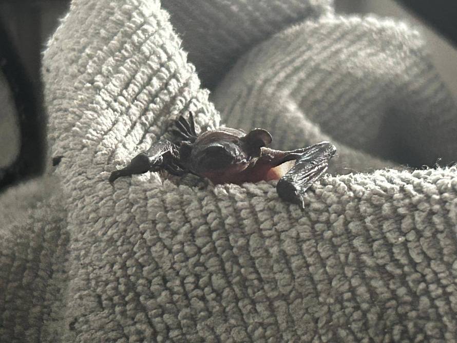 Jeste li ih vi vidjeli? Iz Dumovca poslali apel građanima: 'Ne uzimajte ih. Mama ih traži...'