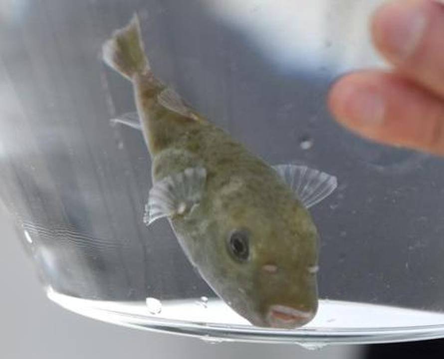 Bodu, truju i grizu: U Jadranu je sve više invazivnih vrsta...