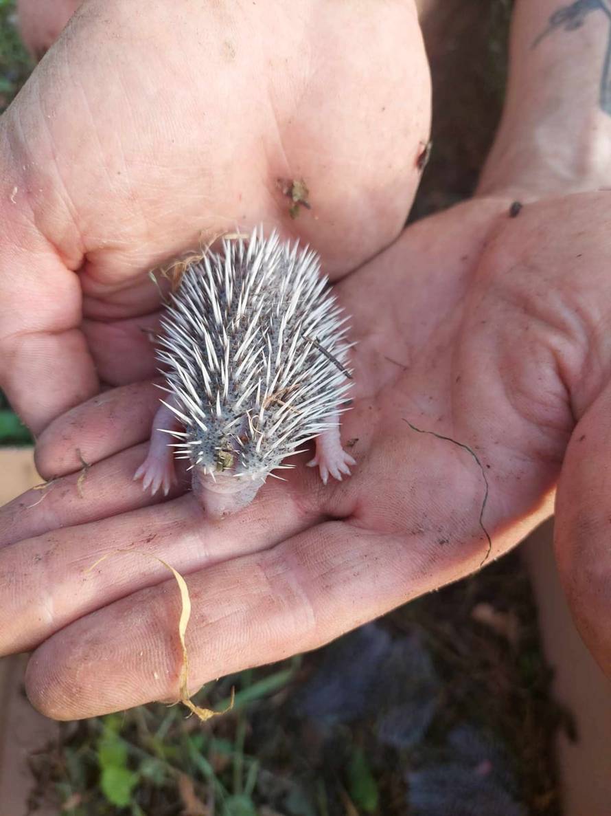 Rekordna godina za spašavanje životinja: Pomogli su sovama, lisicama, orlu, kobrama...