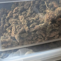 Policija u Konavlima prona&scaron;la vi&scaron;e od kilograma marihuane: U ku&cacute;i imao i svoj laboratorij