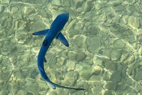 Novo istraživanje: U Jadranu 60 vrsta morskih pasa i raža, čak 70 posto ih je ugroženo