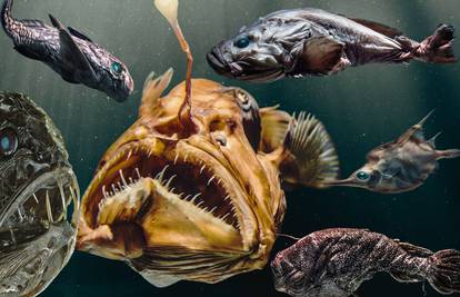 Kakva sve stvorenja krije more i njegove dubine: I tisuću metara ispod površine mora ima života