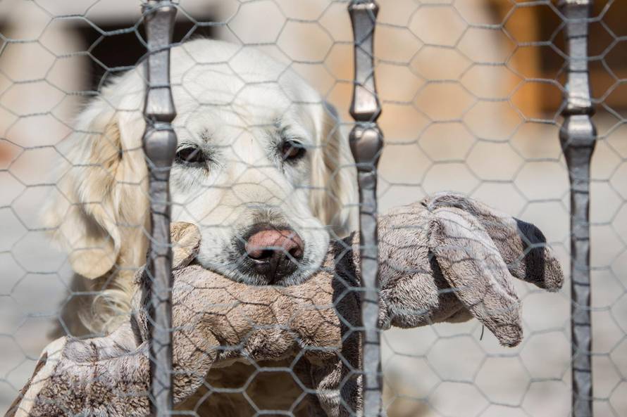 Tužni Rudijev pogled: Inače laje cijelu noć, od sinoć kad je umro Bandić, pas cijelo vrijeme šuti
