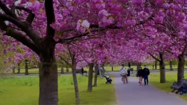 Kad procvatu japanske trešnje u Londonu: Prekrasni prizori iz Greenwich Parka obišli svijet