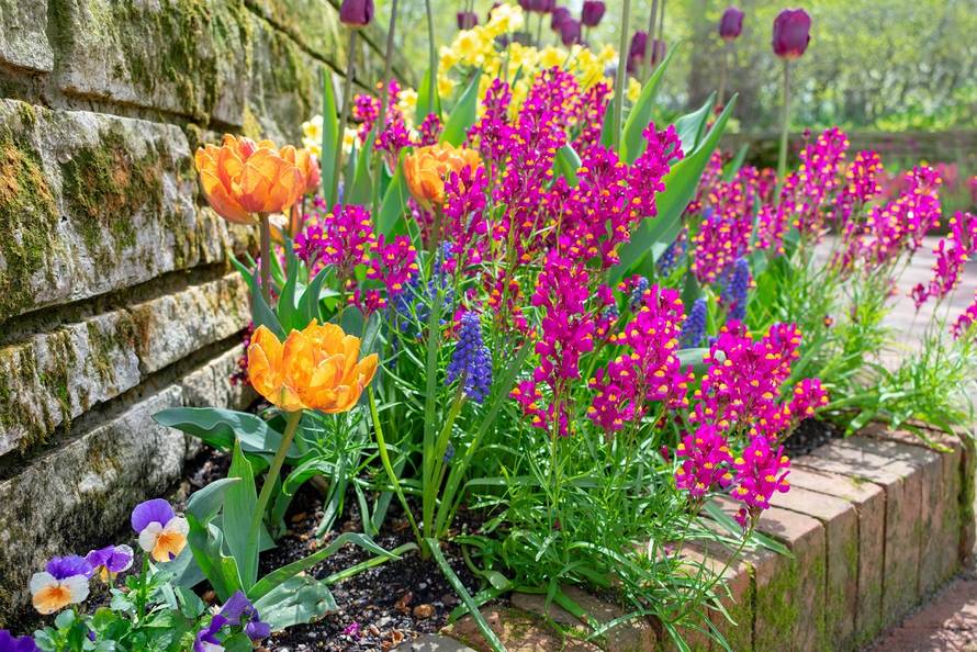 Spring garden after the rain