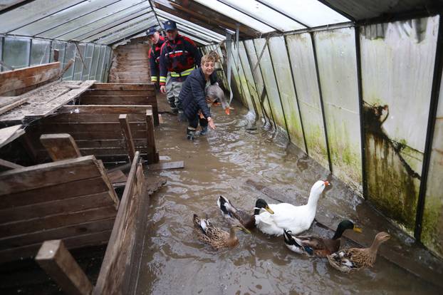 Poplavljeno naselje Brodarci uz rijeku Kupu, stanovnici spašavali  životinje 