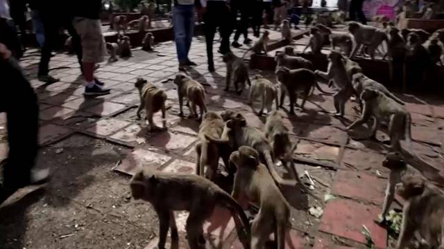 VIDEO Ovo je prava gozba: Oko tisuću majmuna u Tajlandu je uživalo u ukusnim poslasticama