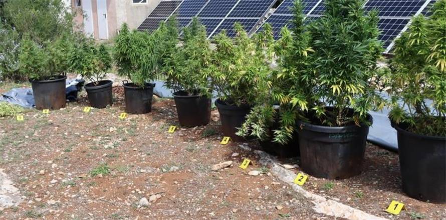 FOTO U Trogiru i na Hvaru pronašli speed i marihuanu