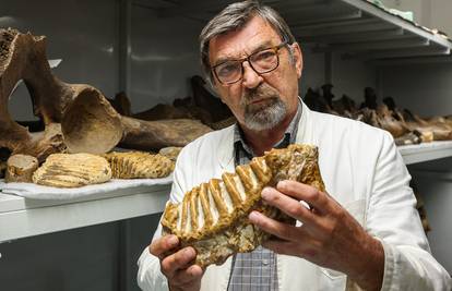 FOTO U Međimurju pronašli zub mamuta: 'To je možda najstariji nalaz mamuta u Hrvatskoj'