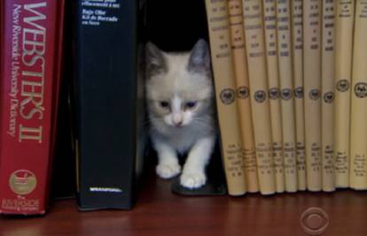 Knjižničari se stresa rješavaju igrom s mačićima