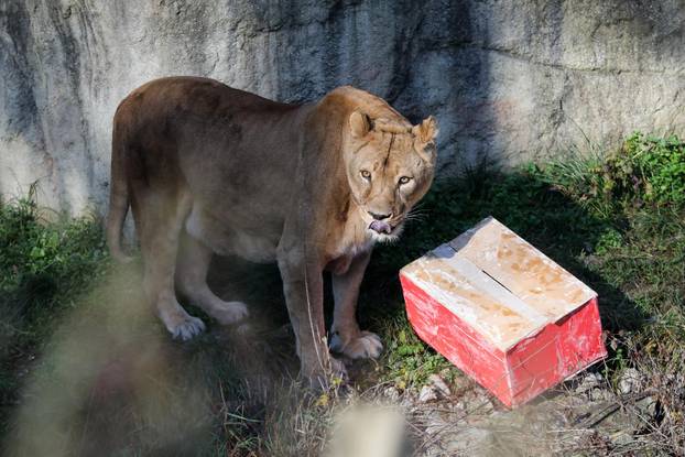 Tradicionalno darivanje životinja u zagrebačkom zoološkom vrtu na Štefanje