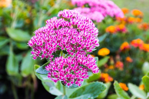 Posadite ovo cvijeće i svake godine imat ćete prekrasan vrt